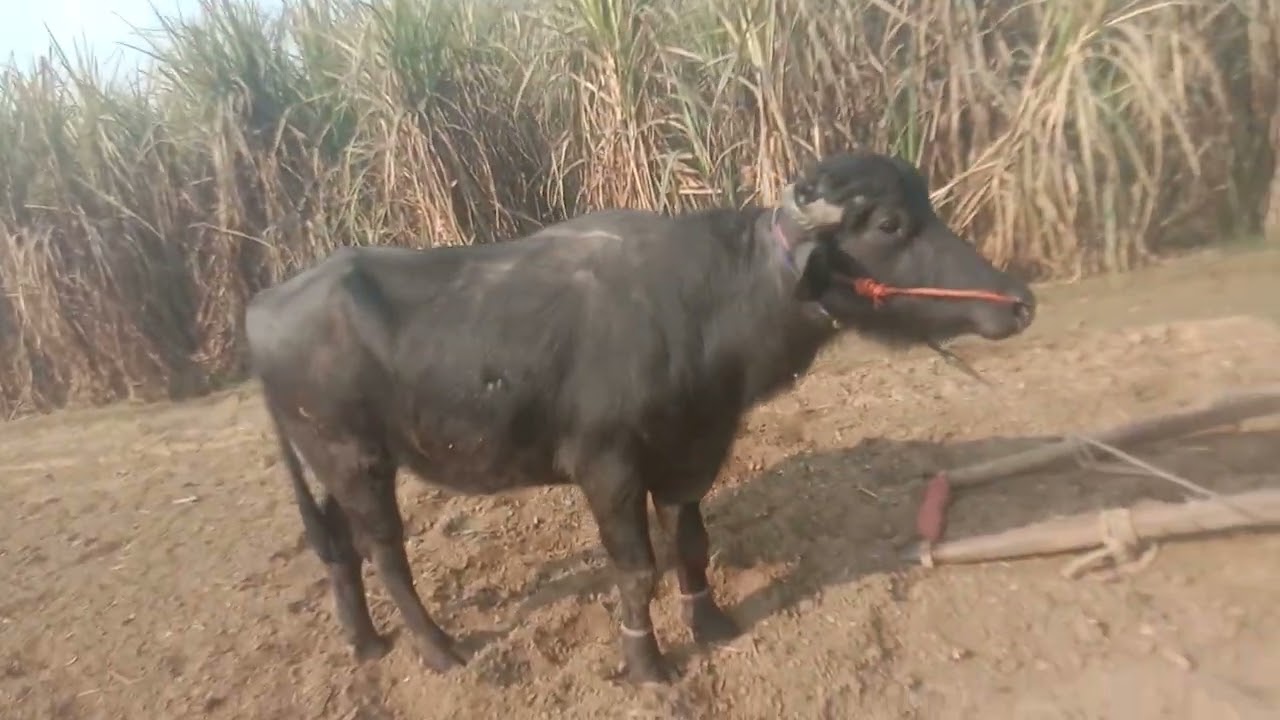 अजगर झौटा खेत मे मस्ती करता हूआ #trending #viralvideo 