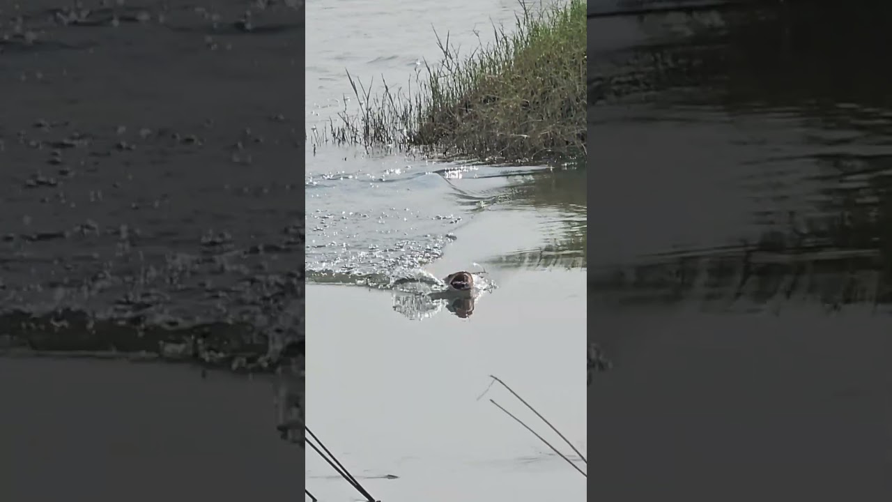 amazing snakehead Murrel fishing video ||#indianfishingafsar#fishing#fish#snakeheadfish#maralfish