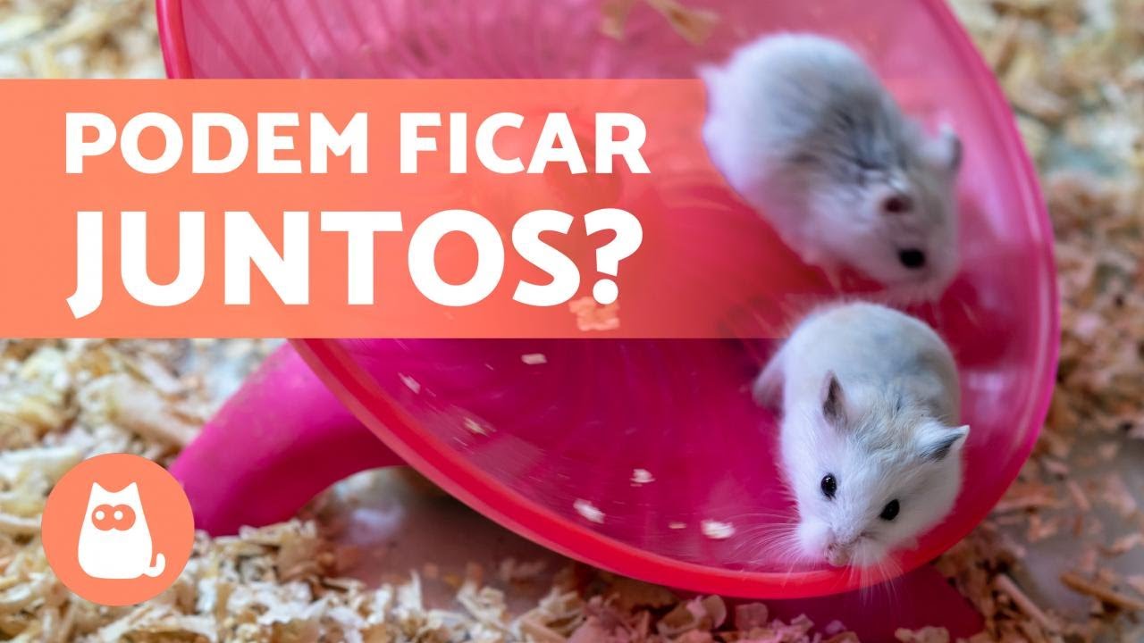 DOIS HAMSTERS podem ficar na mesma GAIOLA? 🐹🐹