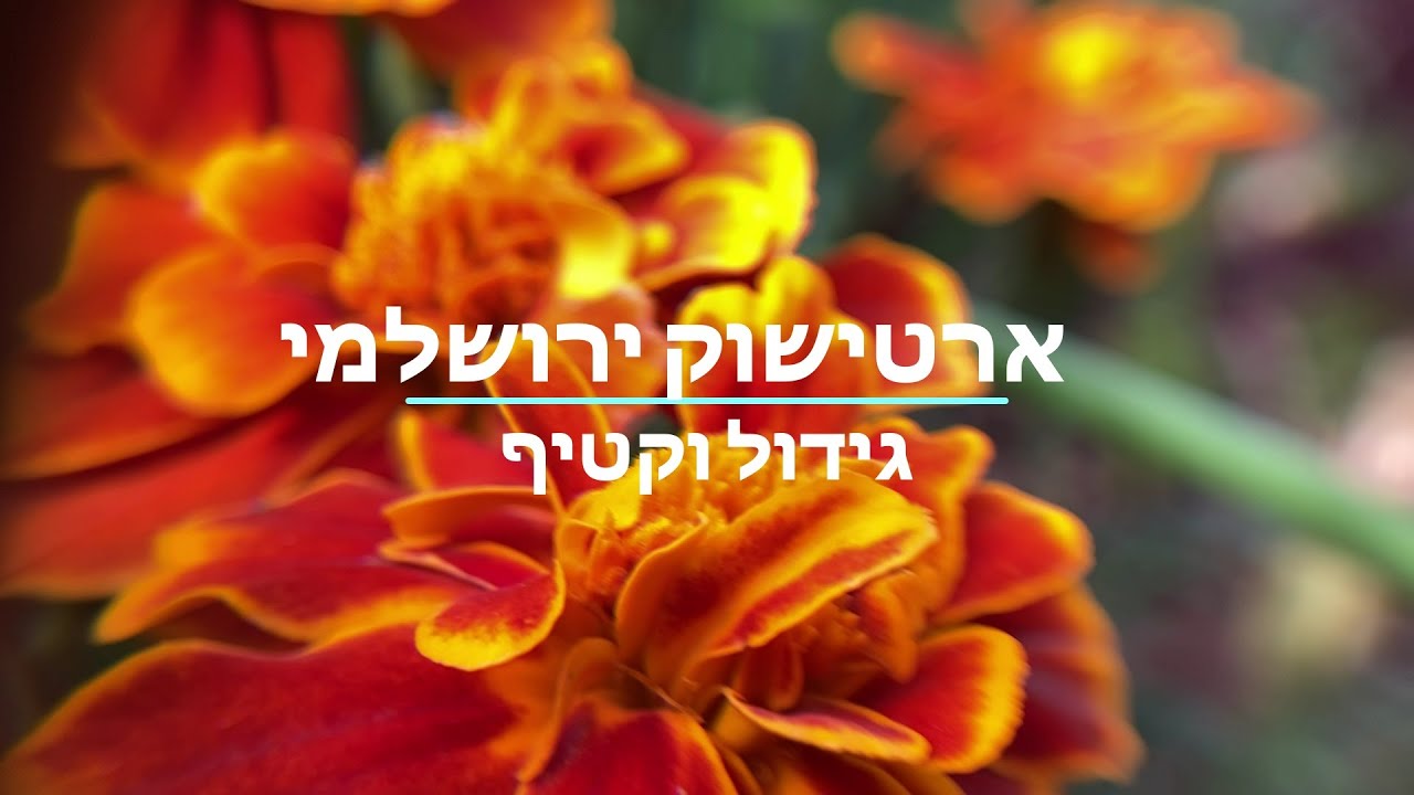 ארטישוק ירושלמי, גידול וקטיף.