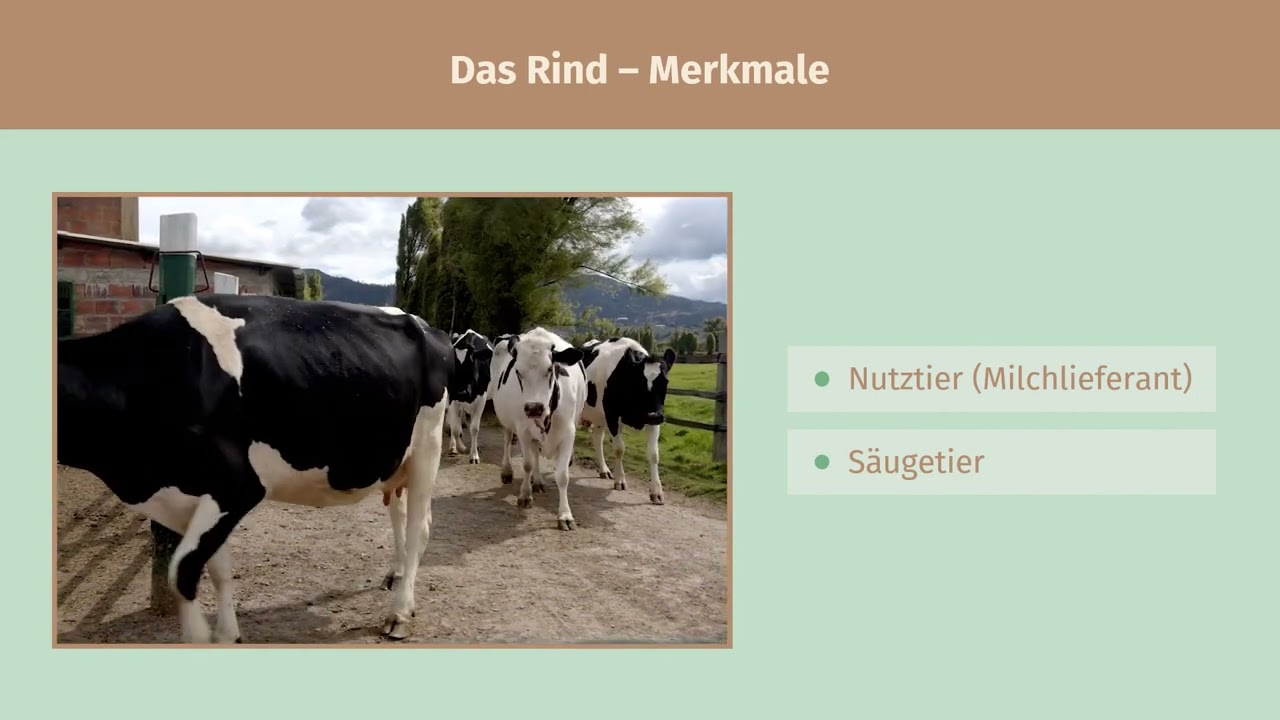 Das Rind &ndash; ein Wiederk&auml;uer einfach erkl&auml;rt | sofatutor