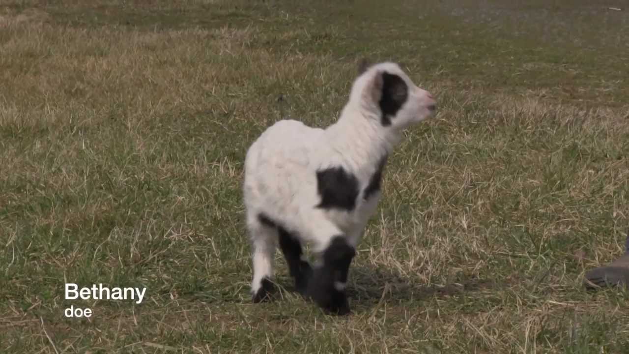 Sol-Orr Farm | Mini Silky Fainting Goat kids | Spring 2013