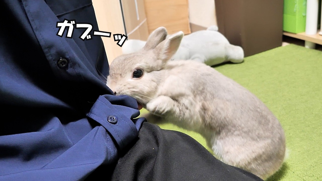 虫の居所がわるいと飼い主に噛みついてくるうさぎさん