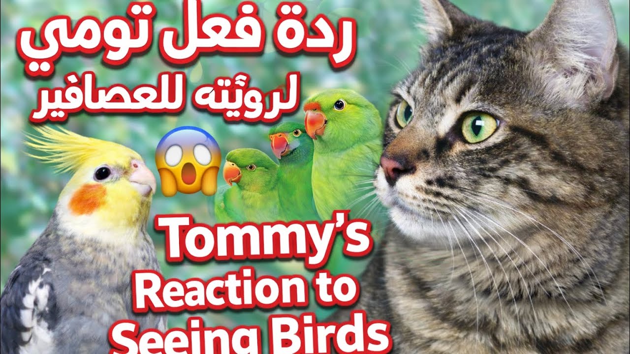 Watch Tommy's reaction to seeing the birds/شاهد ردة فعل تومي لرؤيته للعصافير 