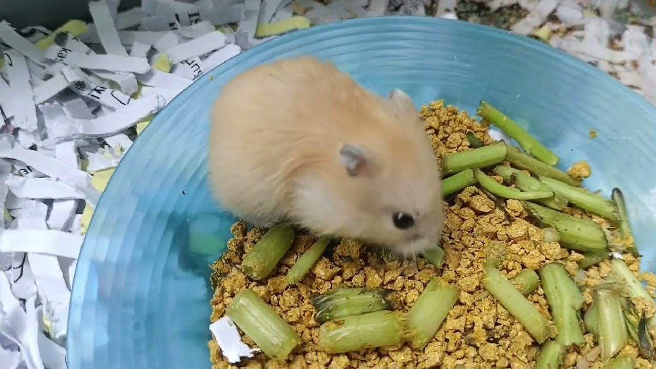 Pertumbuhan Anak Hamster Golden Usia 1 Hari Sampai 1 Bulan