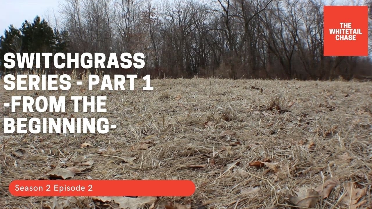 Switchgrass Series Part 1