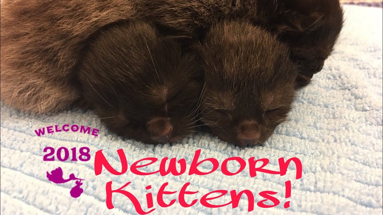 New Years Newborn Kittens Up Close!