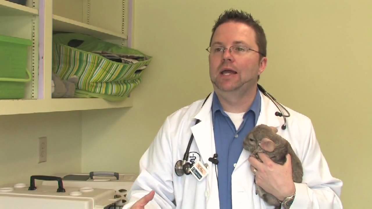 Chinchilla Pets : How to Take Care of Chinchillas