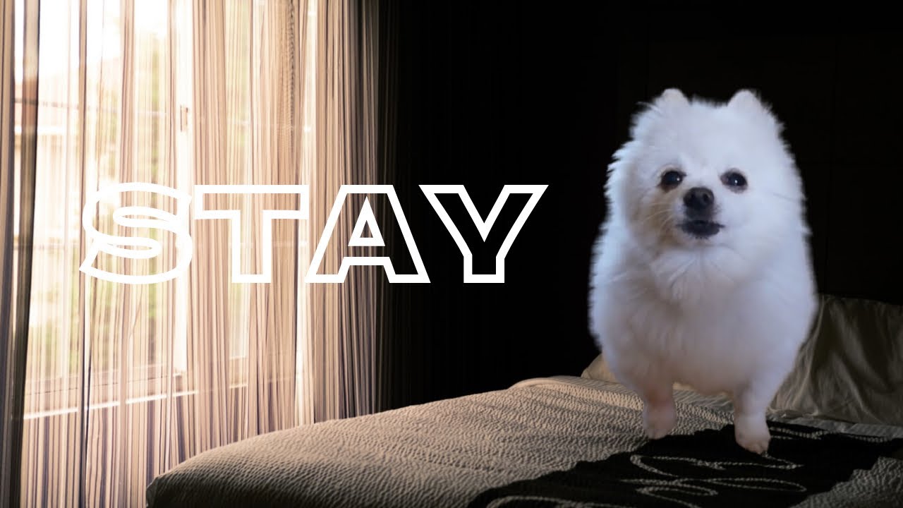 The Kid LAROI, Justin Bieber - STAY(Dog Cover)