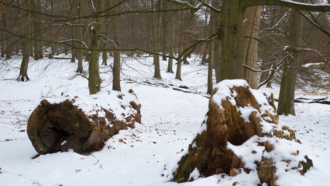 Snow‑White Stillness