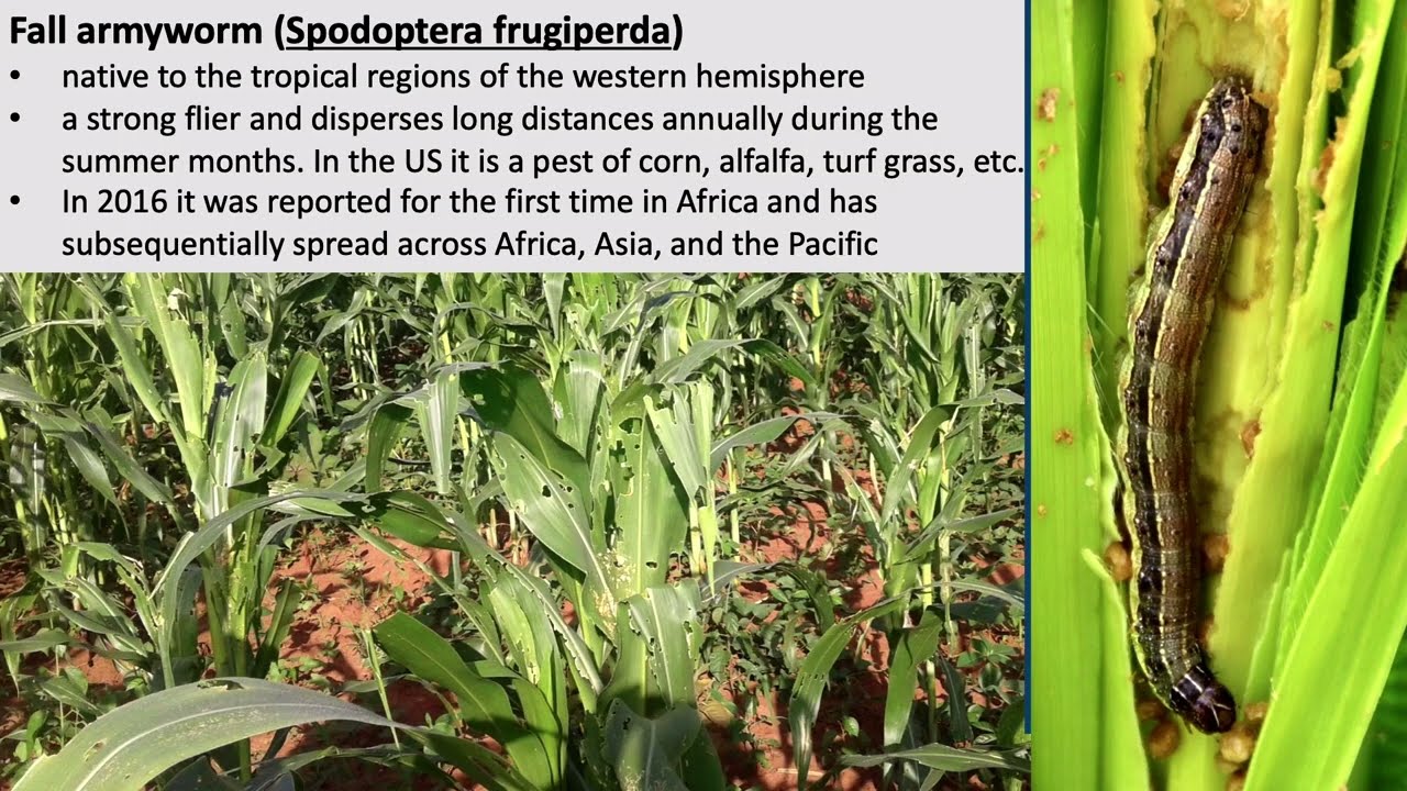Smallholder Management of Fall Armyworm