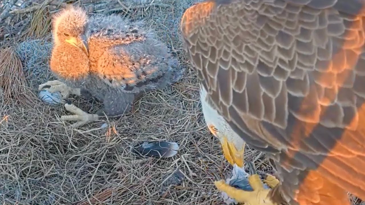 SWFL Eagles 1-16-26.  M15 FOLLOWED HOME for his FISH!  F23 Air Fries a Fish, Feeds E26; PM Tuck In!