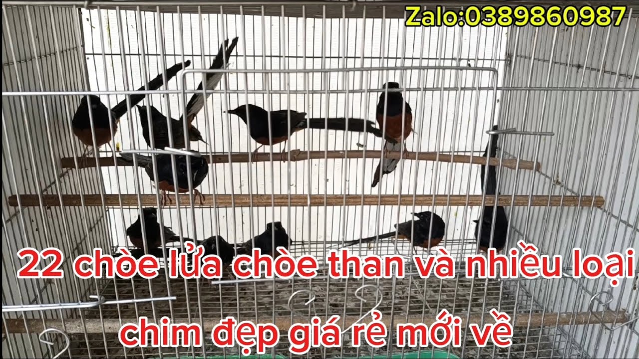 13/03:22 chòe lửa chòe than và nhiều loại chim đẹp giá rẻ mới về:0389860987
