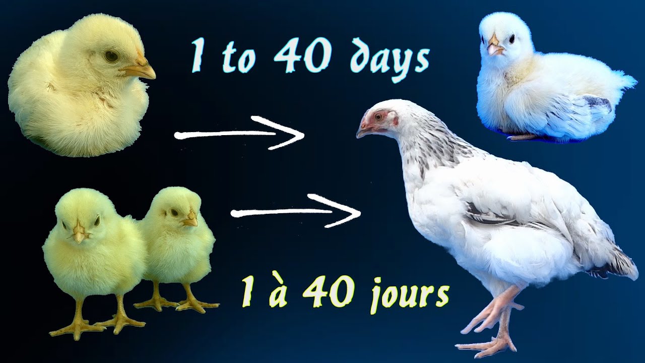 Эволюция цыплят за 40 дней. Сассекс.