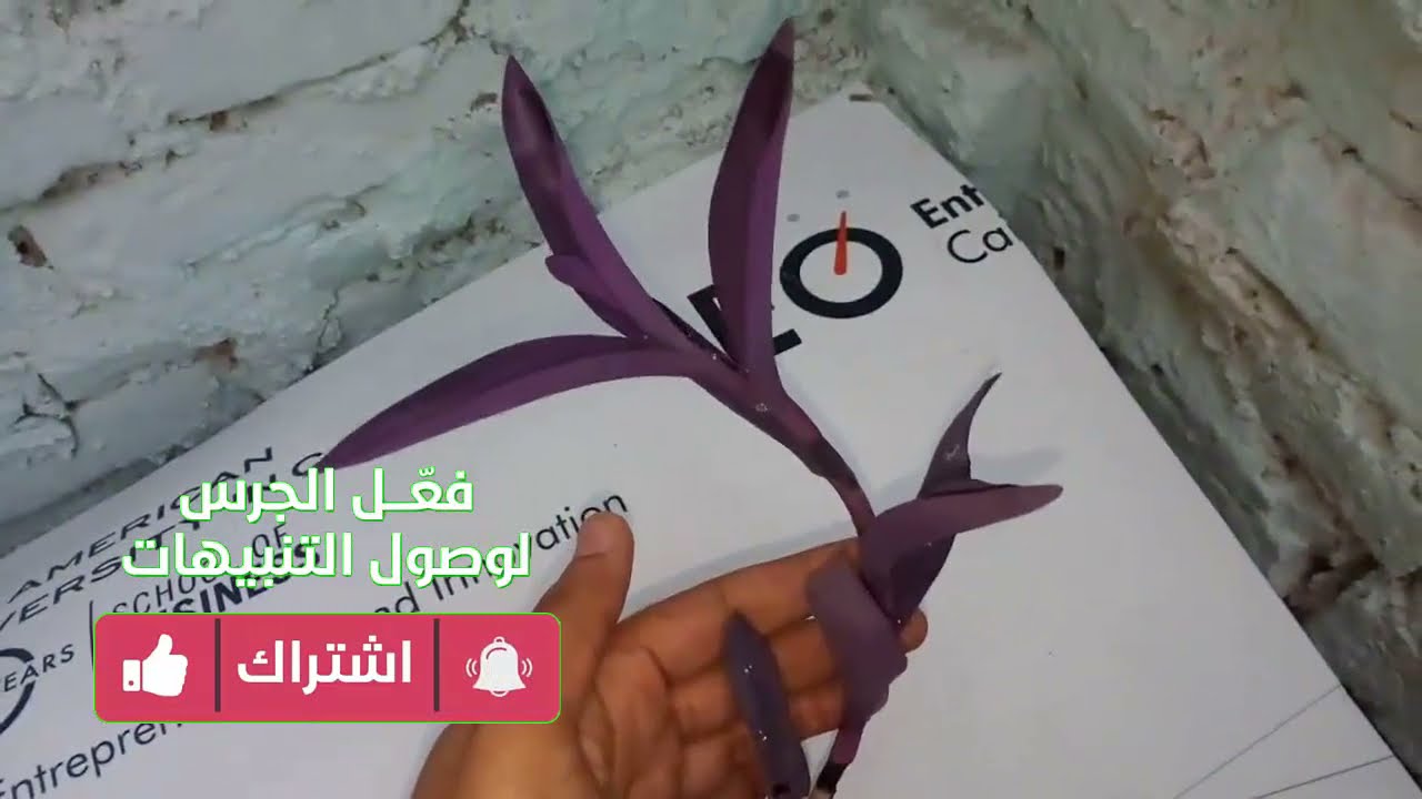 نبات المكحلة نبات جميل ورائع