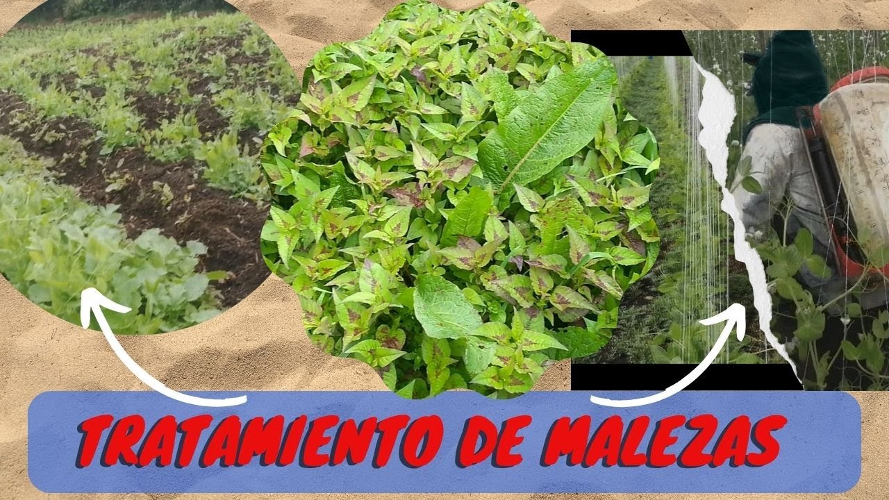 Impacto y tratamiento de  malezas en un cultivo de arveja