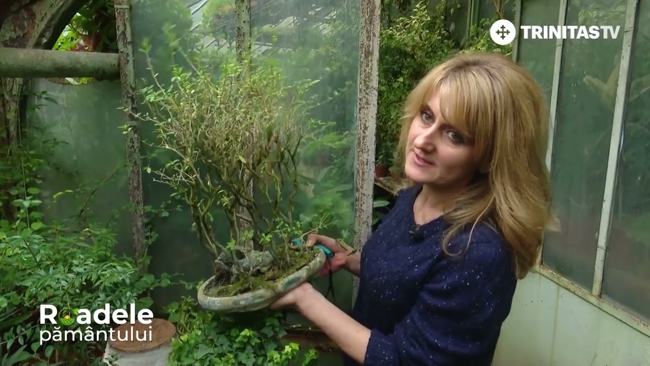 🎍Bonsai - câteva dintre secretele artei și științei de a crește plante și arbori miniaturali
