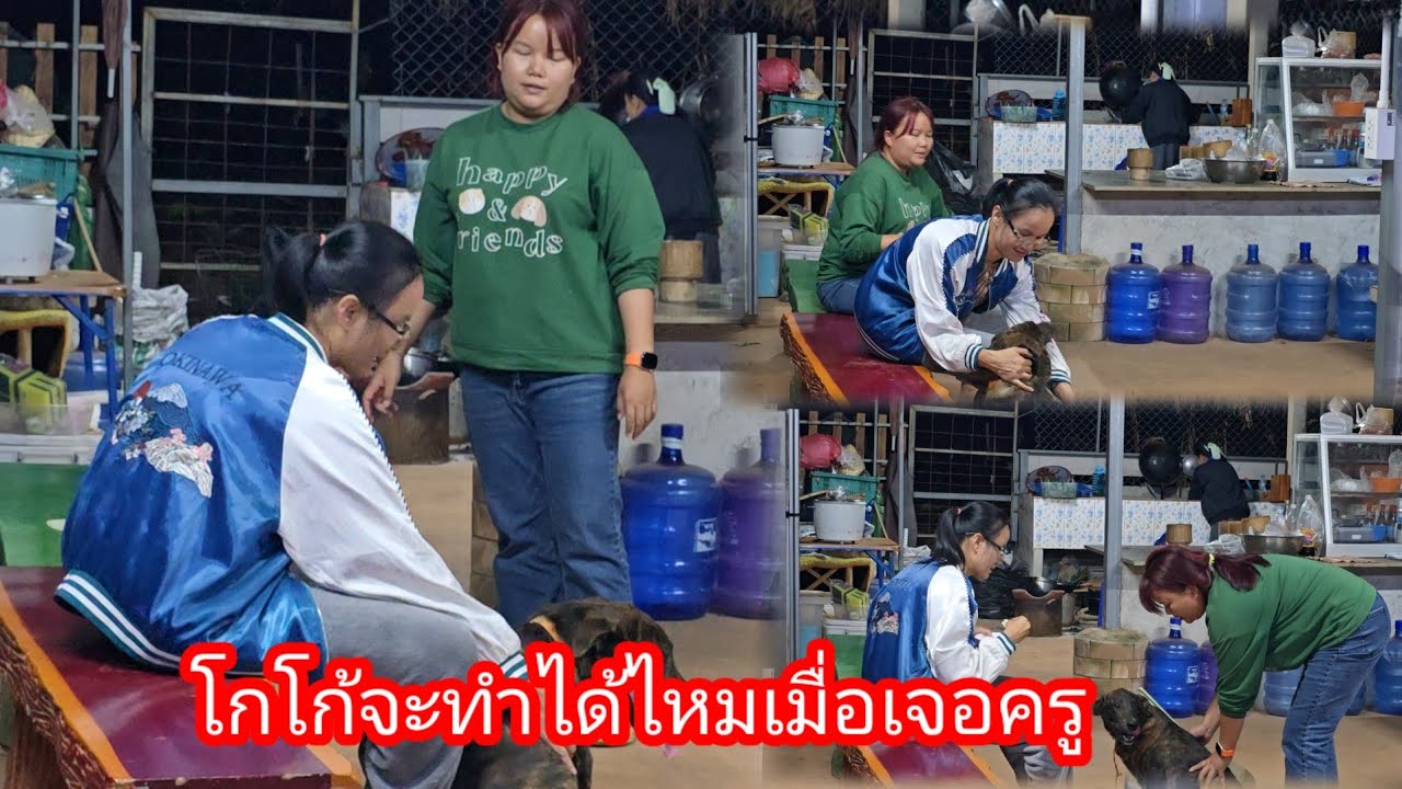 ป้าแต๋นกับแอดมินให้โกโก้ทำอะไรจะสำเร็จไหม