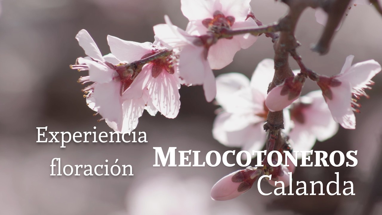 Experiencia turística y gastronómica | Floración melocotoneros de Calanda | Bajo Aragón | Teruel