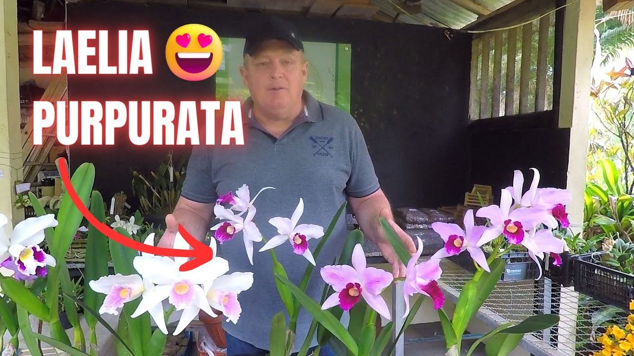 Laelia purpurata - Conheça essa INCRÍVEL planta e seus tratos culturais!