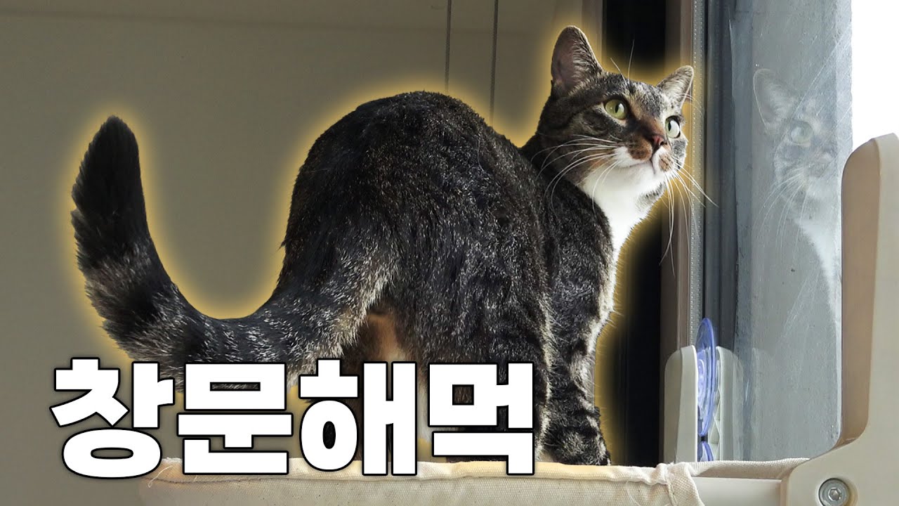 공중 고양이...