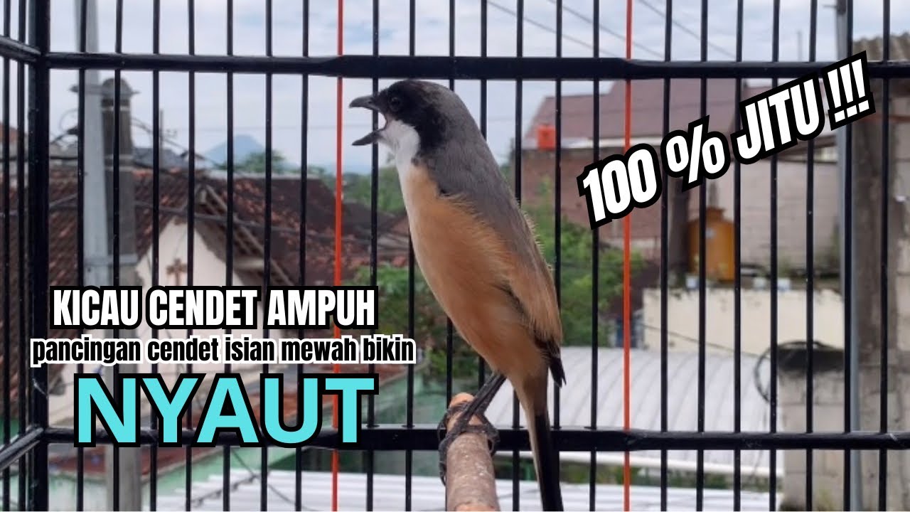 burung cendet gacor FULL EMOSI untuk PANCINGAN CENDET AGAR BUNYI bikin BURUNG PENTET GACOR SEKETIKA