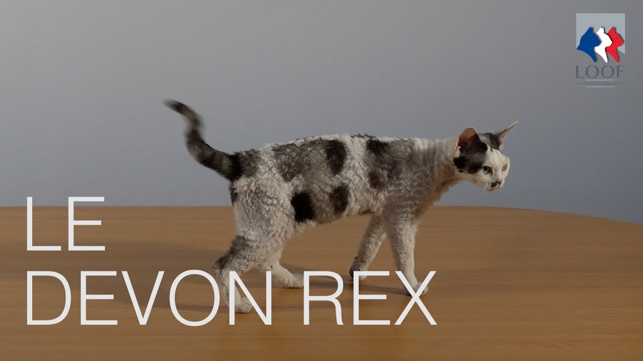 Tutocat - Devon Rex