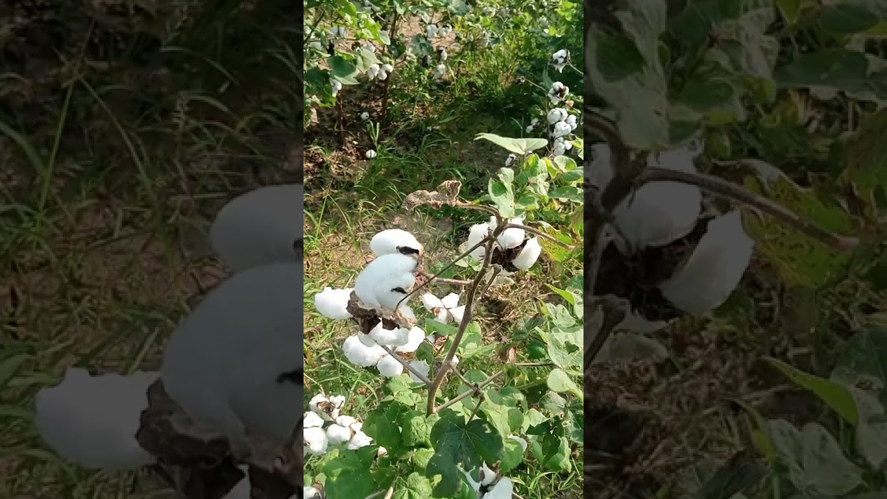 15 February 2026