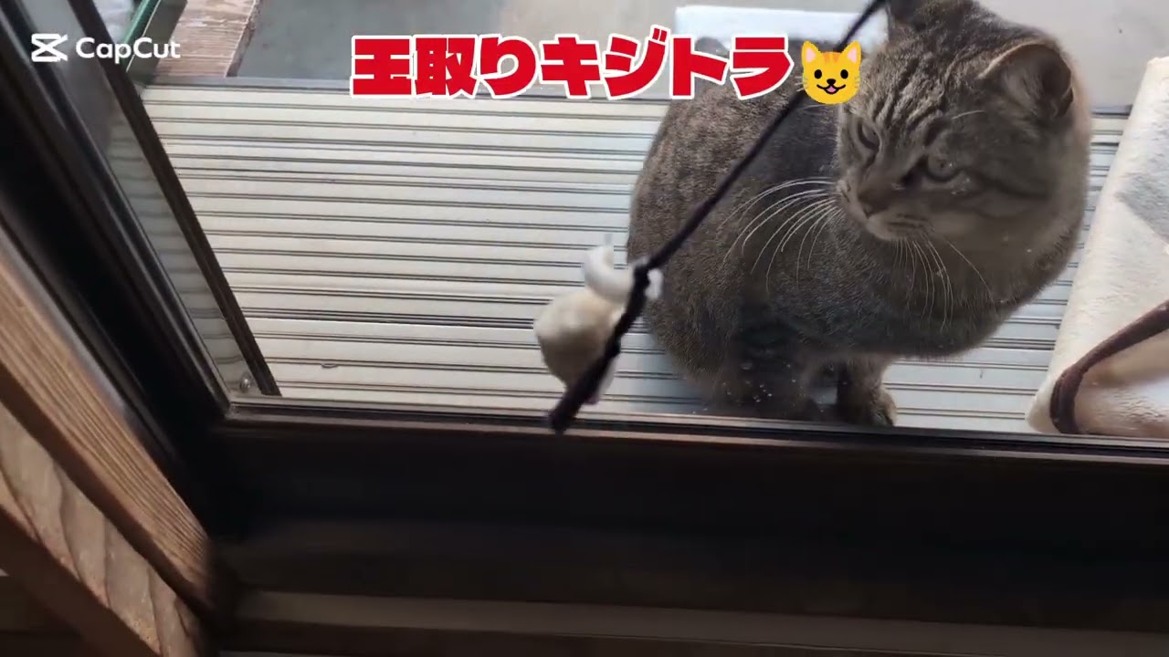 キジトラ猫玉取り