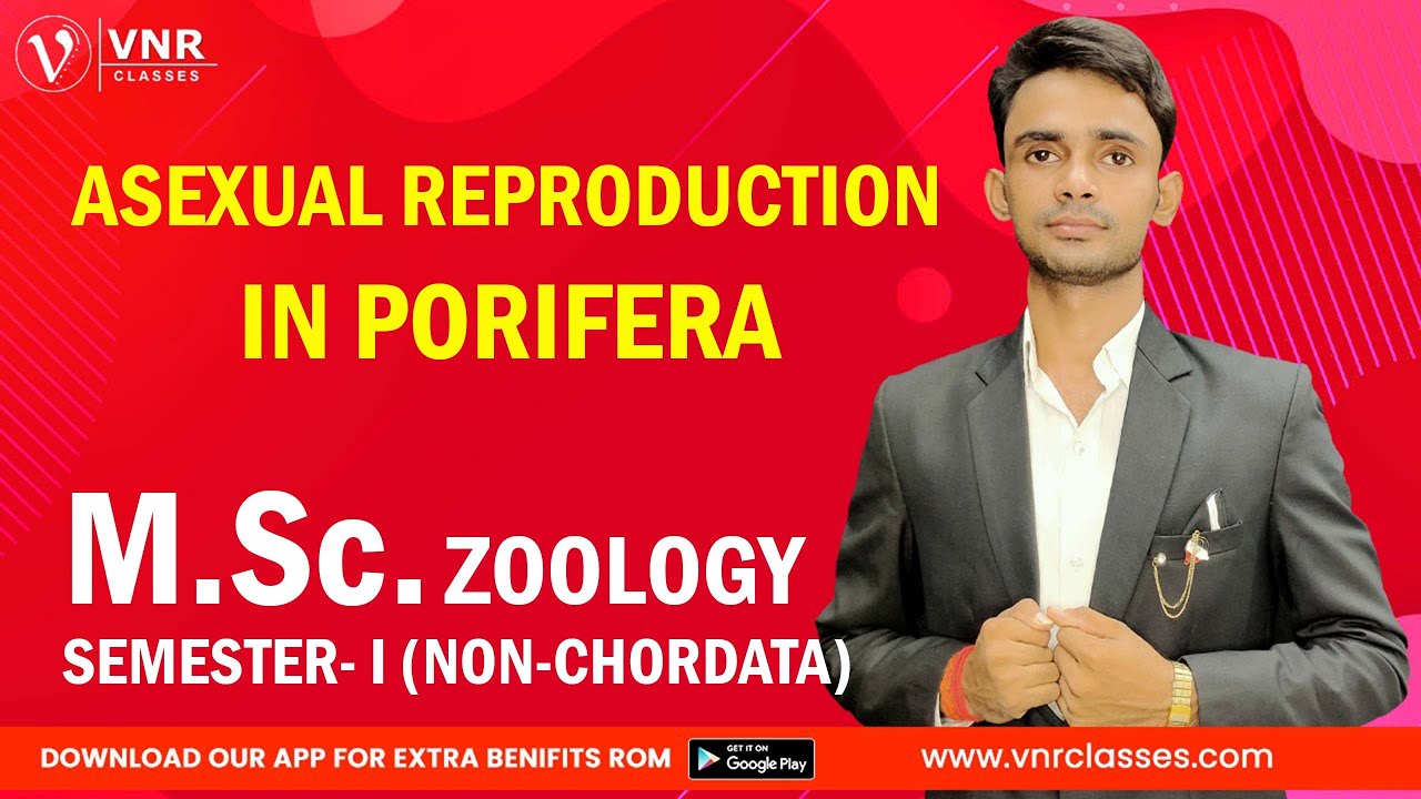 ASEXUAL PRODUCTION  IN PORIFERA ||  M.Sc. ZOOLOGY  SEMESTER- I | CLASS NO - 27 || PRAHALAD SIR