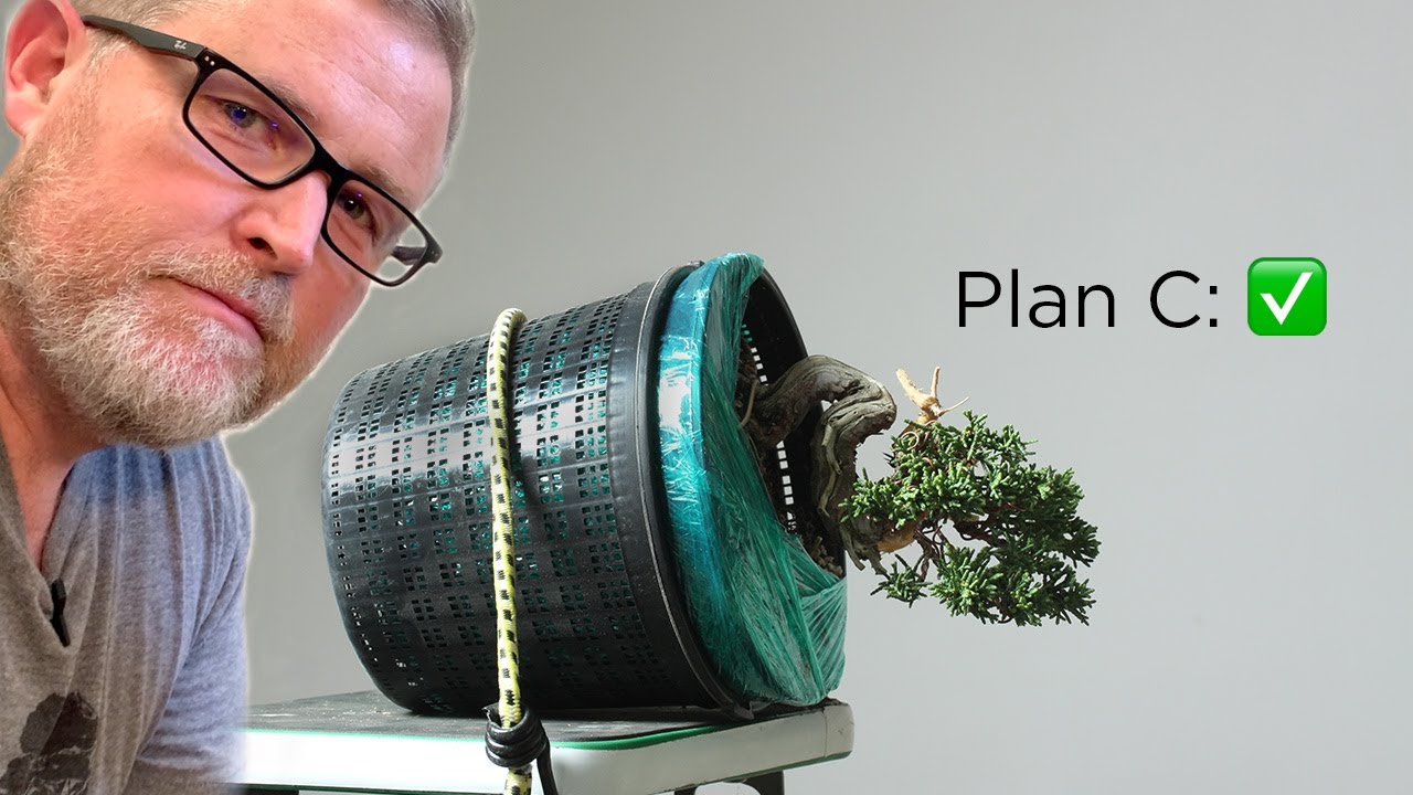 Bonsaify | Juniper Bonsai Reimagination and Styling