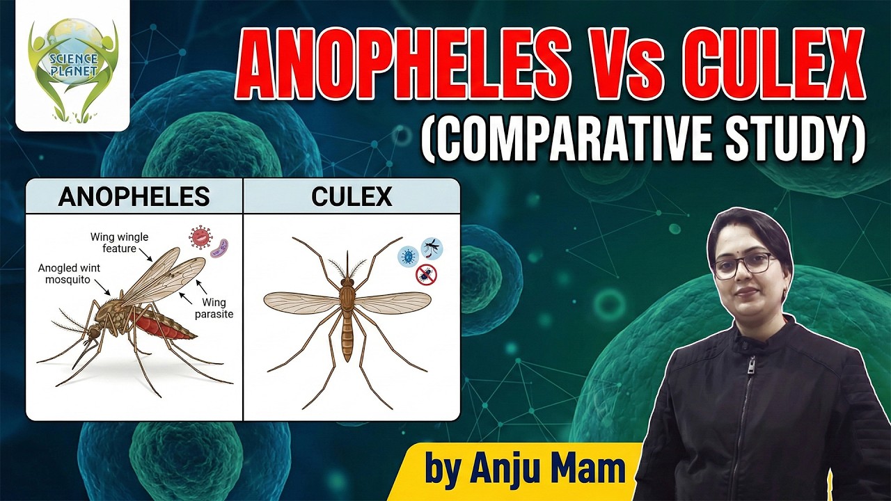 Anopheles vs Culex | Comparative Study, Differences, Identification & Diseases Explained
