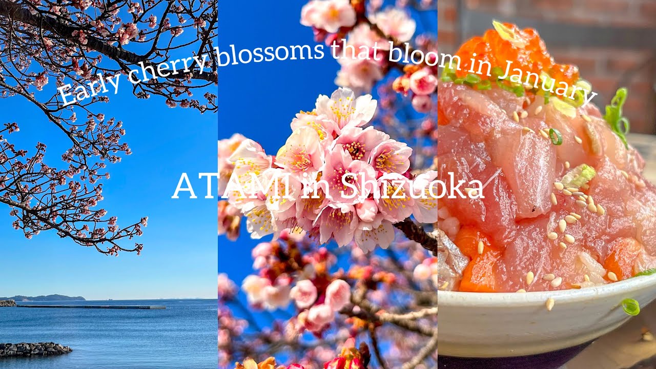 【Japan】Japanese cherry blossom🌸Atami Sakura
