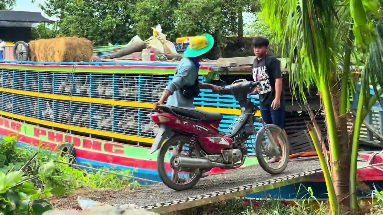 Full Video: Giant Ducks Transported by Farm Owner Using Vietnam’s Most Popular Boats – Farm Life TV
