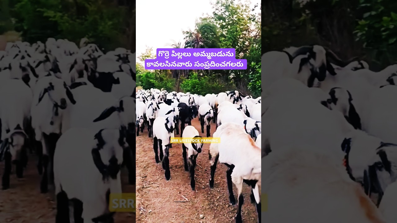 SHEEP FARMING TELUGU IN TELANGANA | SHEEP'S AVAILABLE FOR SALE