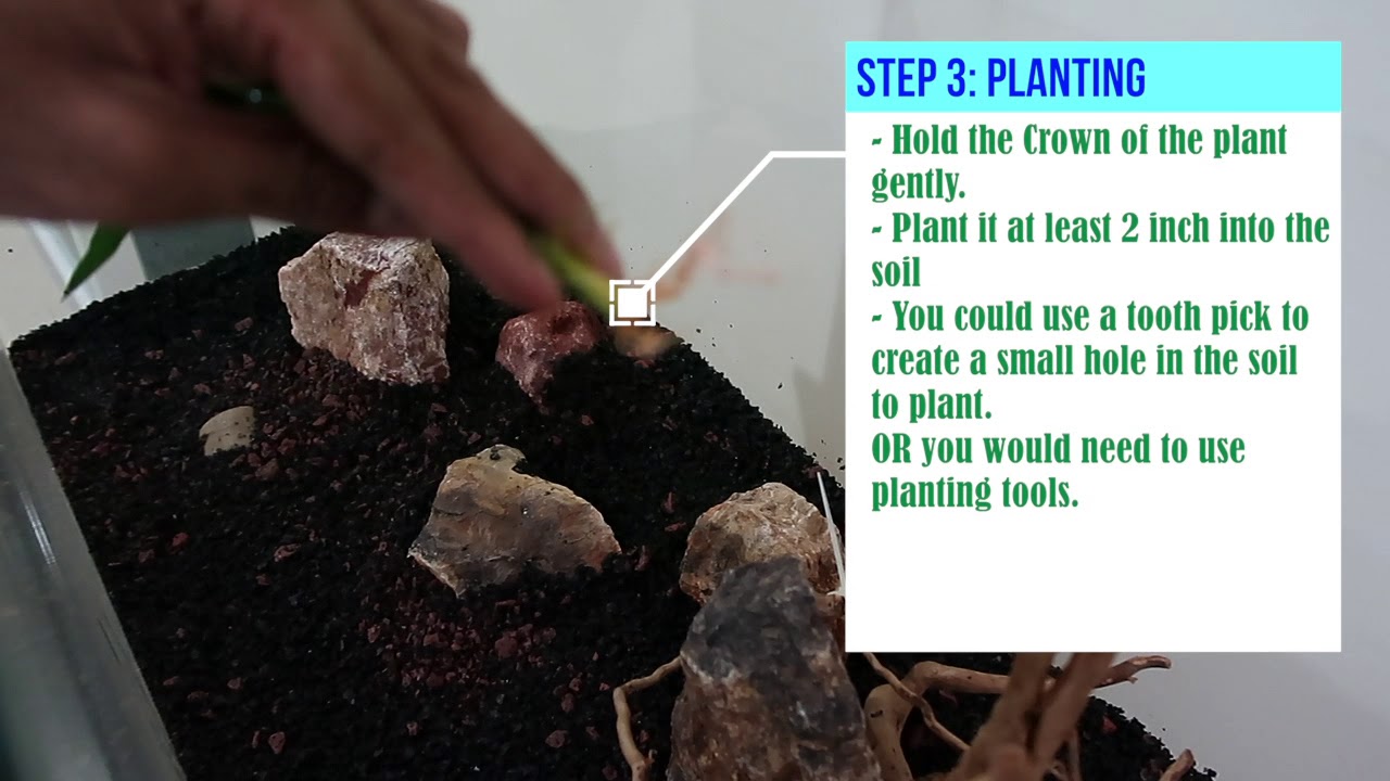 How to Setup Planted Freshwater Aquarium - Part 3 (Plants)