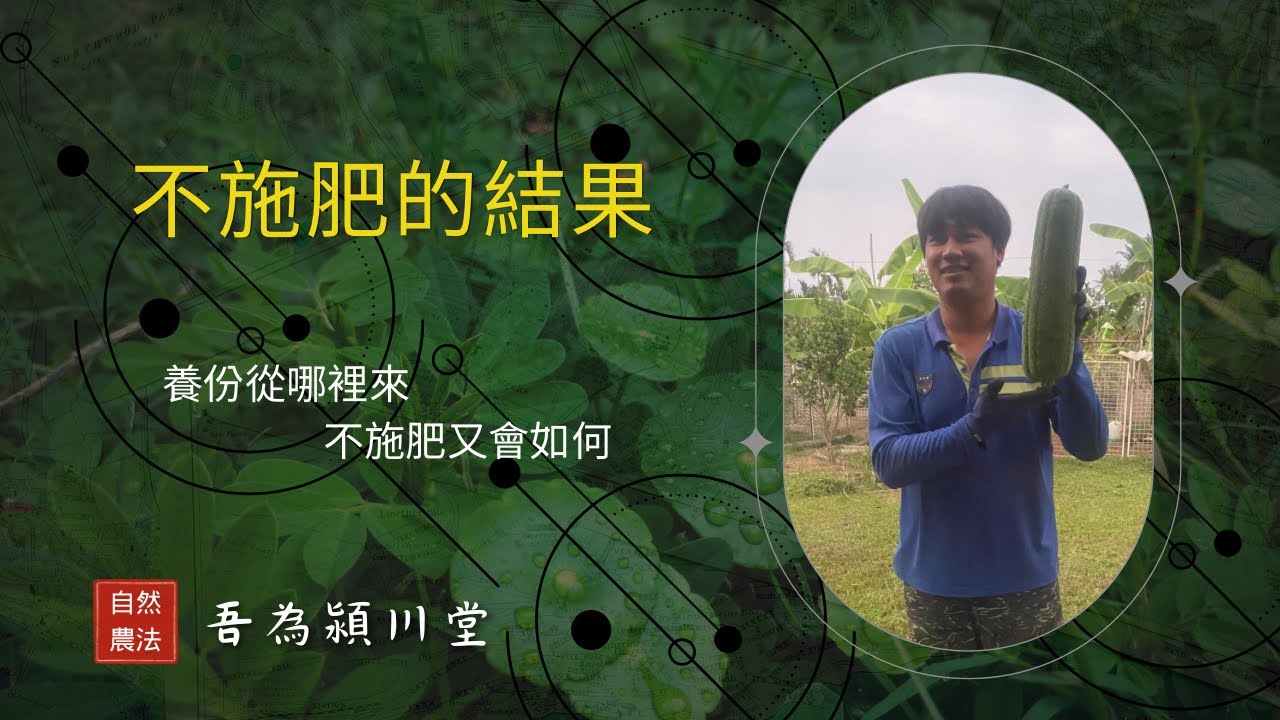 不用施肥的作物能長得好嗎？如何把茅草當肥料 ？如何種植綠肥植物改良土壤 ？草生栽培 ［吾為潁川堂 自然農法］