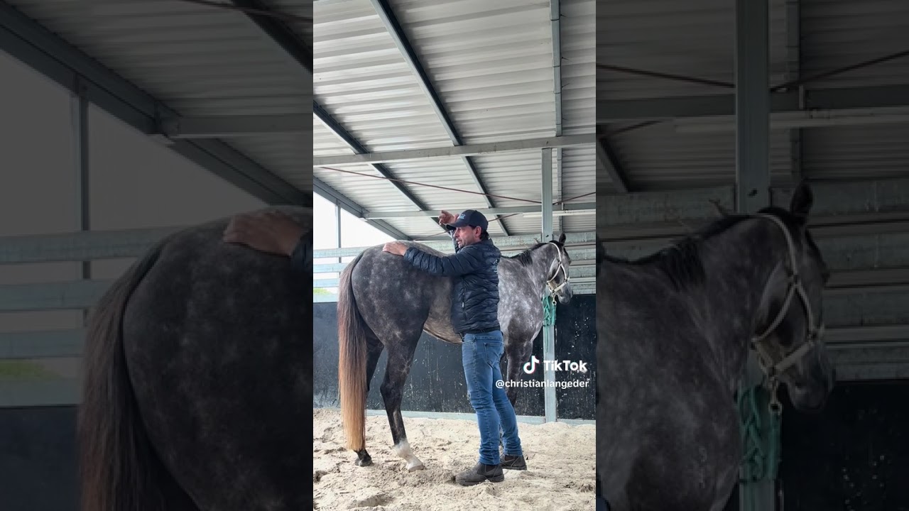 5-минутная охлаждающая процедура. #christianlangeder #horsesofyoutube #equestrian #horse #sorehor...