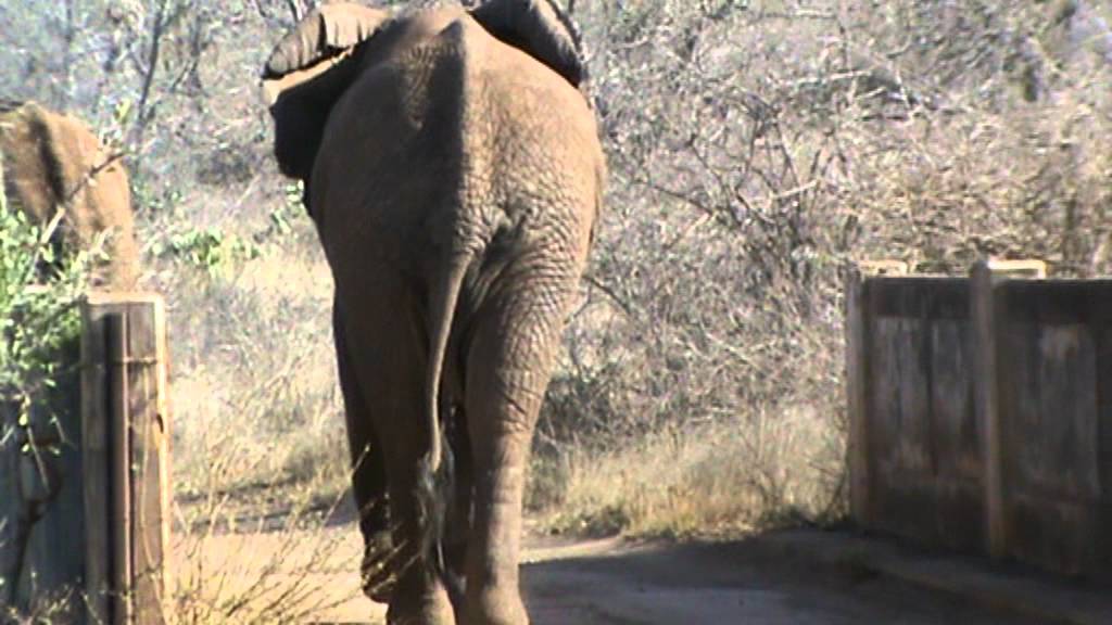 Ingani teaches Shayisa to cross bridge 08 2011