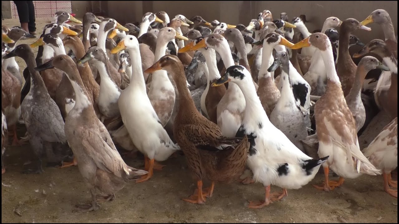 Indian Runner Duck Farm For Eggs - Best Investment To Earn Money