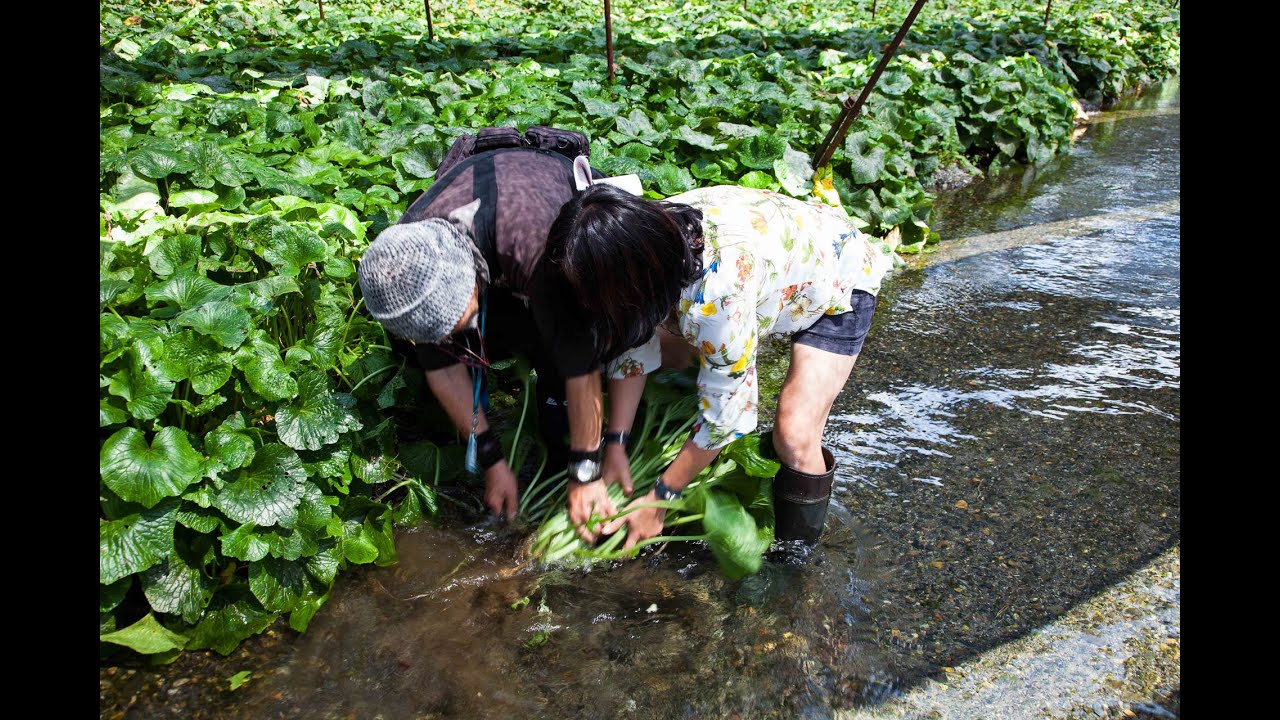 Wasabi Chrzan japoński Eutrema japonicum uprawa występowanie zimowanie -19, sadzonki.