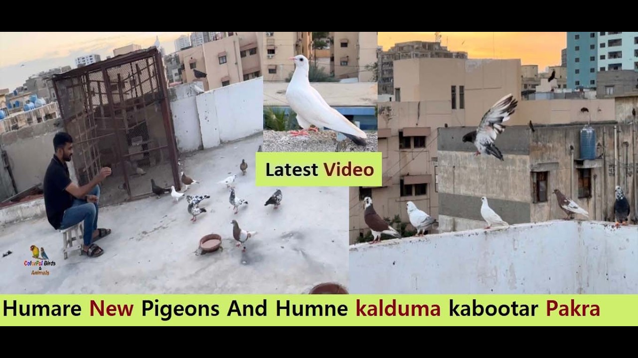 Humare New Pigeons And Humne kalduma kabootar Pakra - ColorFul Birds Pigeons LOFT