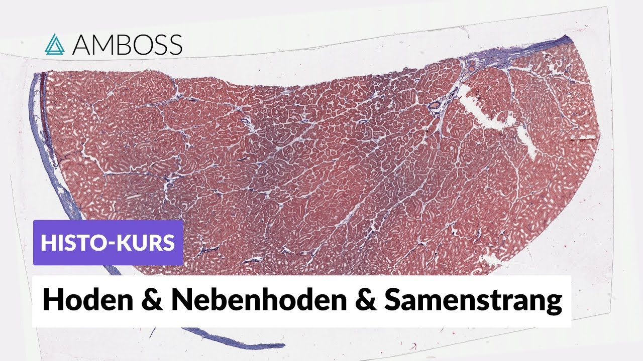 Histologie Hoden, Nebenhoden und Samenstrang - Mikroskopische Anatomie - AMBOSS Video