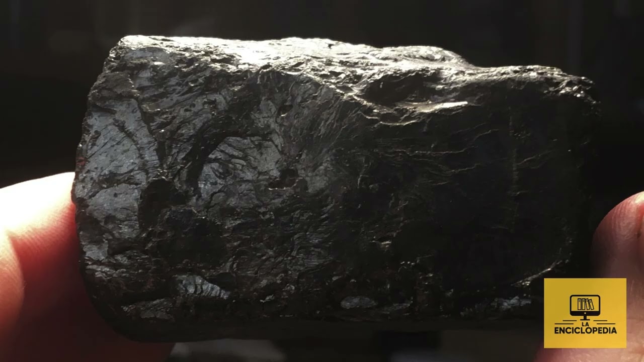 “Esto parece madera… pero en realidad es piedra.” Madera Fosilizada