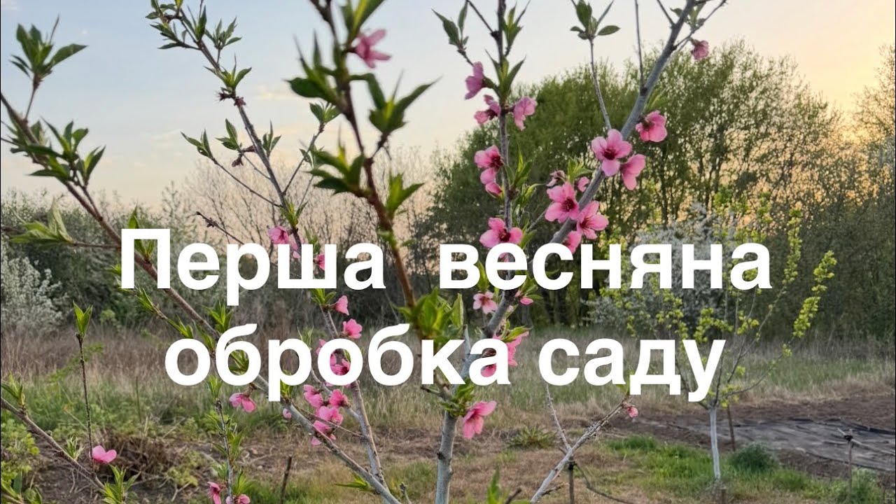Рятую сад після зими! Перша обробка дерев бордоською сумішшю