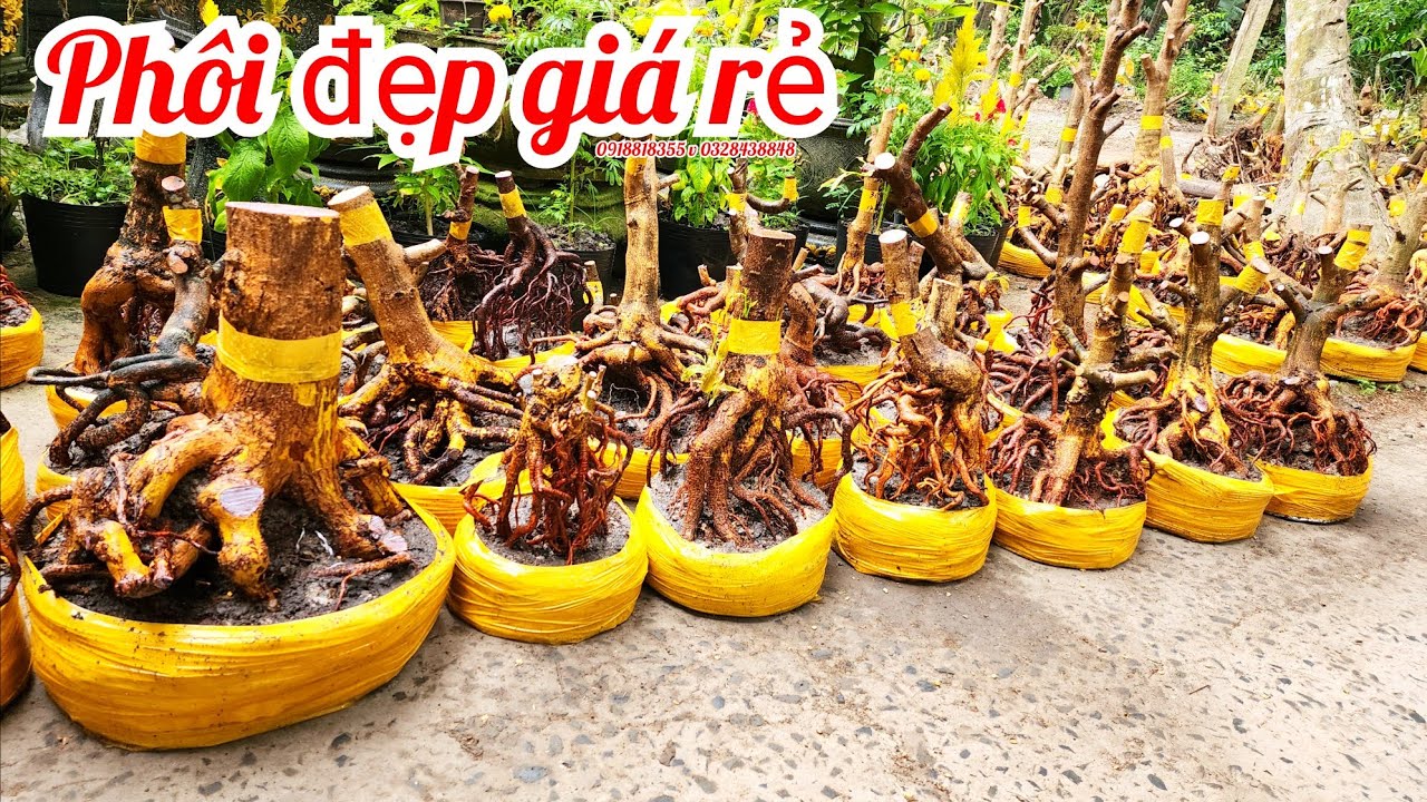27/2 a Nên 0918818355 v 0328438848 phôi mai bonsai đế đẹp giá rẻ|MaivàngThanhTâm