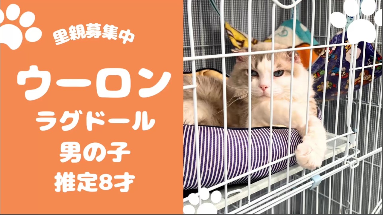 【里親さん募集中】チャームポイントはお耳😍保護猫 ウーロンくん