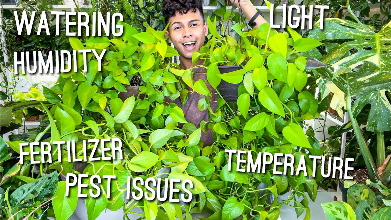 How to Care for a Neon Pothos | Care & Growing Tips! Watering, Fertilizer, Propagate, Light, & More!