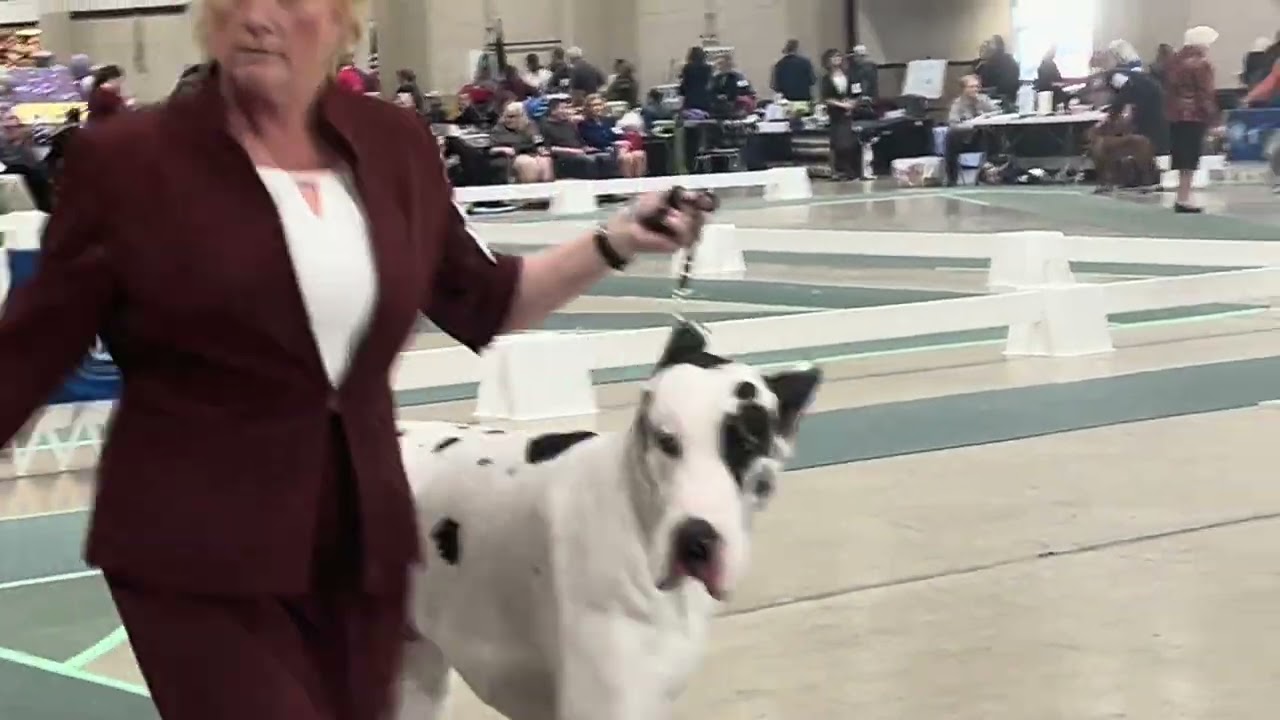Danes at Silver Falls 2025 (Daynakin Great Danes)