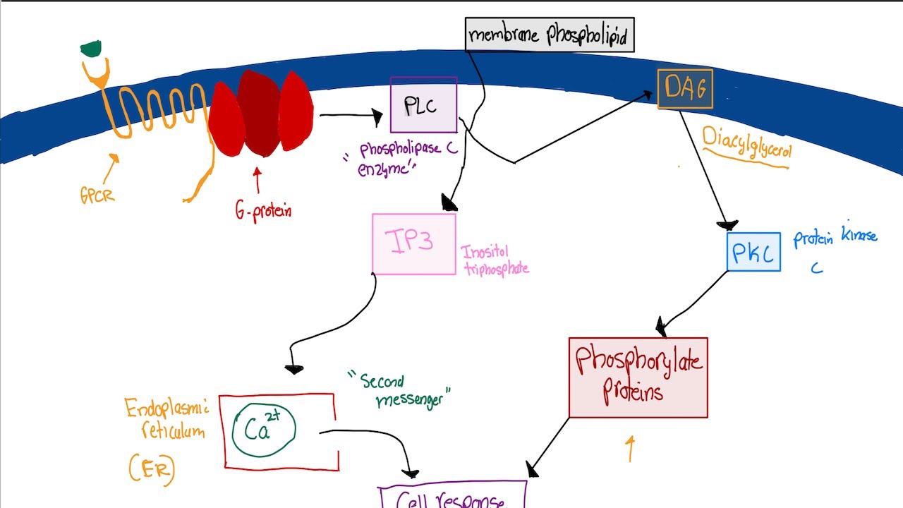Physiology: Gi & Gq Pathway (GPCR Pathway) (Step by Step)
